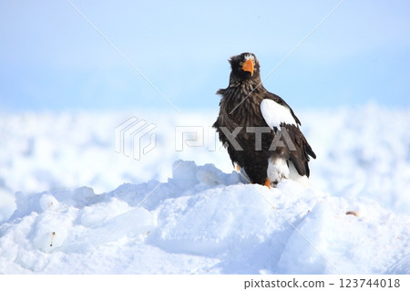Great eagle stopping in ice floe 123744018