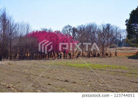 The arrival of early spring: Red plum blossoms in full bloom, Fukaya City The arrival of early spring: Red plum blossoms in full bloom, Fukaya City 123744051