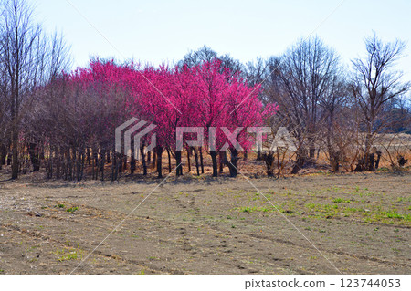 The arrival of early spring: Red plum blossoms in full bloom, Fukaya City The arrival of early spring: Red plum blossoms in full bloom, Fukaya City 123744053
