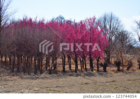 The arrival of early spring: Red plum blossoms in full bloom, Fukaya City The arrival of early spring: Red plum blossoms in full bloom, Fukaya City 123744054