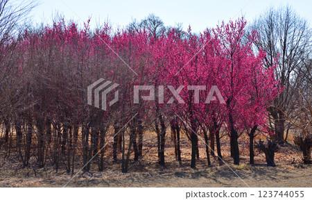 The arrival of early spring: Red plum blossoms in full bloom, Fukaya City 123744055
