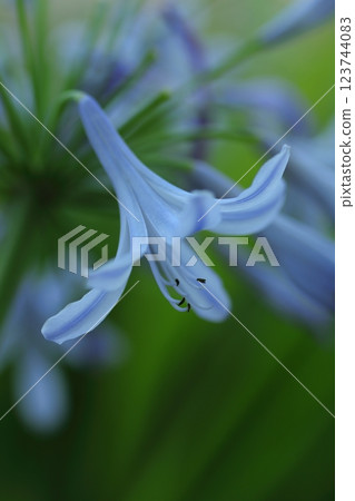 新鮮的百子蓮花 新鮮的百子蓮花 123744083