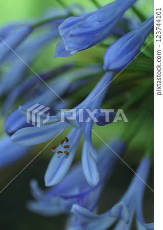 Blue Agapanthus Blue Agapanthus 123744101