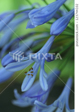 Clivia serrata bathed in spring sunlight 123744102