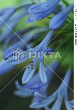 藍色君子蘭花 123744138