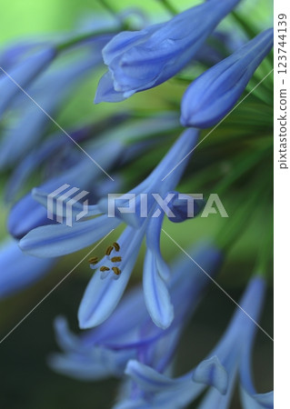 藍色百子蓮 藍色百子蓮 123744139