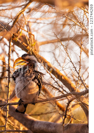 A Southern yellow-billed hornbill -Tockus leucomelas- sitting on a branch of a tree 123744269