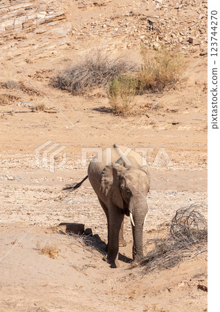 Desert Elephant in Namibia Desert Elephant in Namibia 123744270