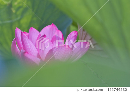 美麗的蓮花靜靜地綻放 123744280