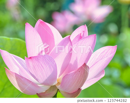 A beautiful lotus flower A beautiful lotus flower 123744282