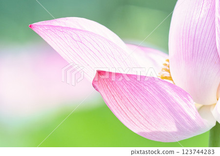 pure lotus flower 123744283