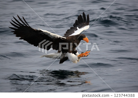 Steller's sea eagle aiming for fish 123744388
