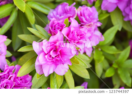 Yae Azalea 123744397