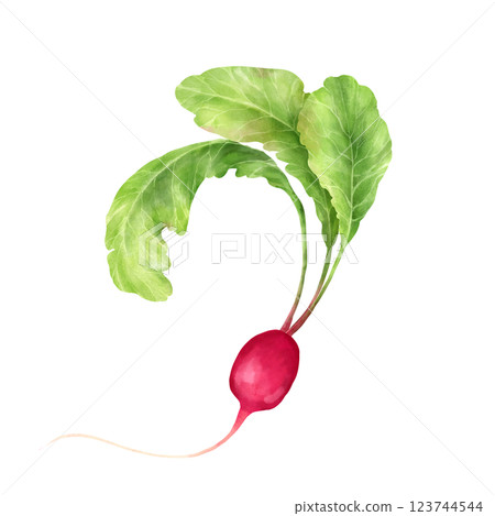 Hand-drawn radish with leaves, vegetable illustration. 123744544