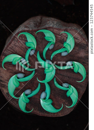 Green nature emblem 123744545