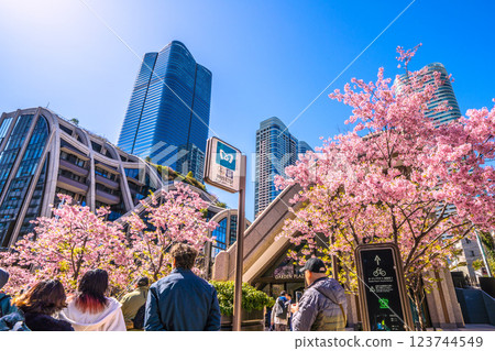 Tokyo cityscape in Japan: Towards a new era... Cherry blossoms... Overlooking Azabudai Hills, bustling with foreign tourists = March 7, 2025 Tokyo cityscape in Japan: Towards a new era... Cherry blossoms... Overlooking Azabudai Hills, bustling with foreign tourists = March 7, 2025 123744549
