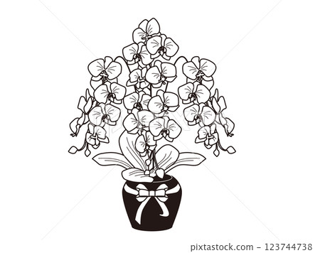 Phalaenopsis orchid Phalaenopsis orchid 123744738