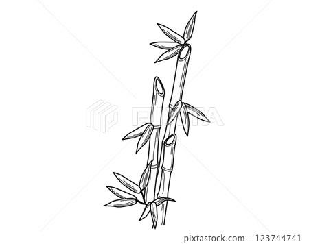 Bamboo line art Bamboo line art 123744741