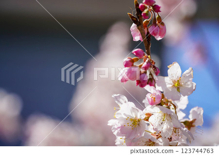Ashigara's Happy Road, decorated with spring-like cherry blossoms in full bloom: a springtime landscape 123744763
