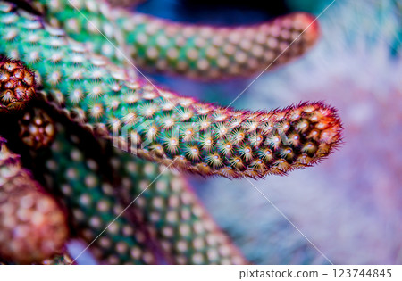 Beautiful macro shots of prickly cactus. Background and textures 123744845