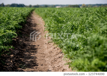 Long field and rows of carrots. Blue summer sky. Long field and rows of carrots. Blue summer sky. 123744890