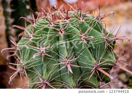 Collection beautiful prickly cacti in the greenhouse 123744918
