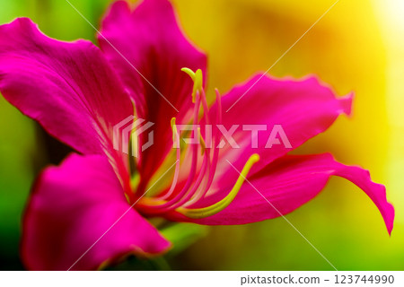 Abstract colored background close up. Macro flowers and petals 123744990