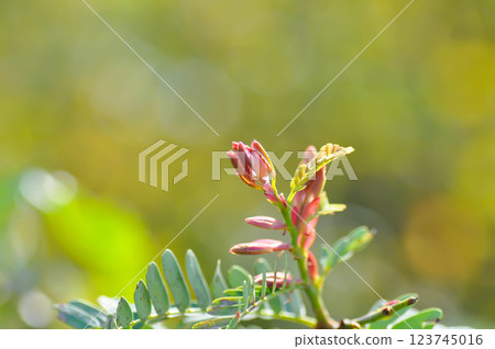 Tamarindus indica L, Indian date or Tamarind or FABACEAE or Tamarind tree and Tamarind leaf Tamarindus indica L, Indian date or Tamarind or FABACEAE or Tamarind tree and Tamarind leaf 123745016
