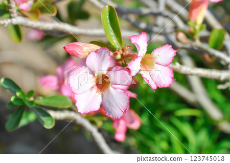 Desert rose, APOCYACEAE or Adenium obesum or Mock Azalea or Pinkbignonia or Impala lily or white and pink flower 123745018
