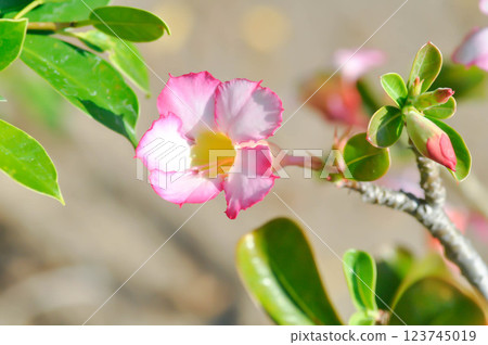 Desert rose, APOCYACEAE or Adenium obesum or Mock Azalea or Pinkbignonia or Impala lily or white and pink flower 123745019