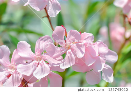 Oleander, Rose Bay or Sweet Oleander or apocynaceae or Nerium oleander L or pink flower Oleander, Rose Bay or Sweet Oleander or apocynaceae or Nerium oleander L or pink flower 123745020
