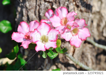 Desert rose, APOCYACEAE or Adenium obesum or Mock Azalea or Pinkbignonia or Impala lily or white and pink flower Desert rose, APOCYACEAE or Adenium obesum or Mock Azalea or Pinkbignonia or Impala lily or white and pink flower 123745021