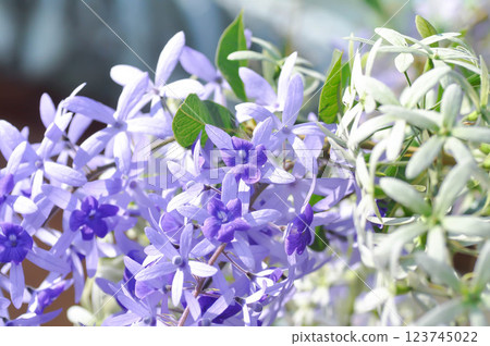 Sandpaper vine, Purple wreath or Queens wreath or purple flower 123745022