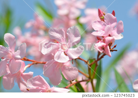 Oleander, Rose Bay or Sweet Oleander or apocynaceae or Nerium oleander L or pink flower Oleander, Rose Bay or Sweet Oleander or apocynaceae or Nerium oleander L or pink flower 123745023