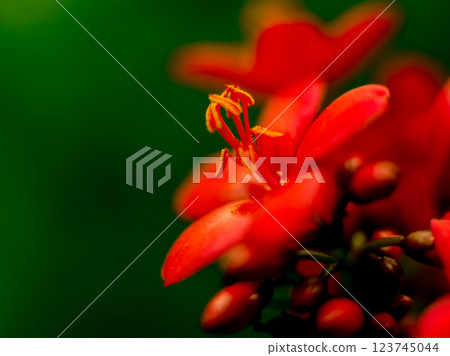 Abstract colored background close up. Macro flowers and petals 123745044