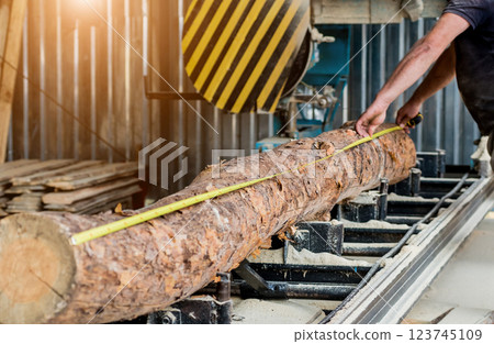 Modern sawmill. Industry sawing boards from logs 123745109