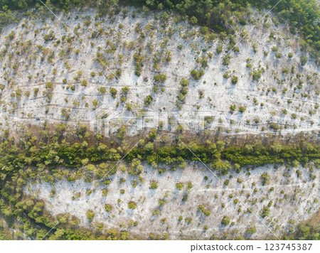 White samet or cajuput trees in wetlands forest at koh prathong island,Phang nga Thailand,Greenery botanic forest,Drone wide angle lens 123745387