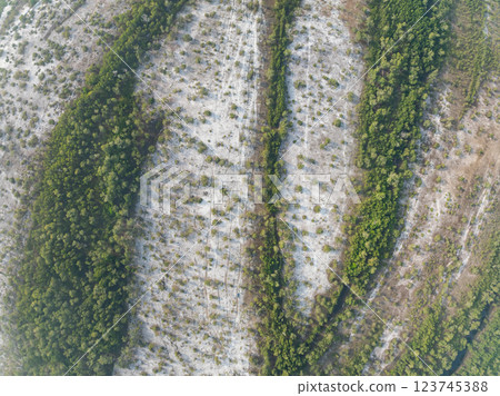 White samet or cajuput trees in wetlands forest at koh prathong island,Phang nga Thailand,Greenery botanic forest,Drone wide angle lens 123745388