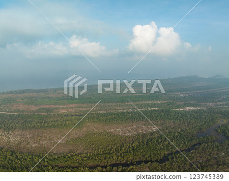 White samet or cajuput trees in wetlands forest at koh prathong island,Phang nga Thailand,Greenery botanic forest,Drone wide angle lens White samet or cajuput trees in wetlands forest at koh prathong island,Phang nga Thailand,Greenery botanic forest,Drone wide angle lens 123745389