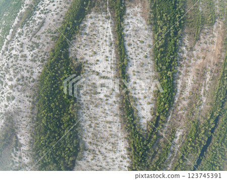 White samet or cajuput trees in wetlands forest at koh prathong island,Phang nga Thailand,Greenery botanic forest,Drone wide angle lens 123745391