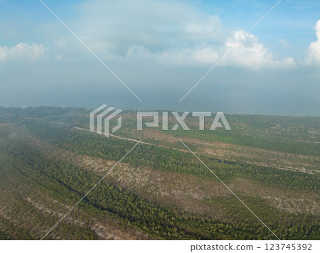 White samet or cajuput trees in wetlands forest at koh prathong island,Phang nga Thailand,Greenery botanic forest,Drone wide angle lens 123745392
