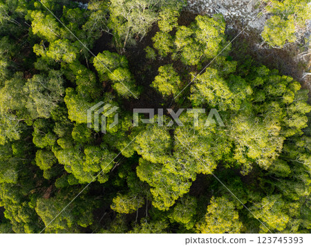 White samet or cajuput trees in wetlands forest at koh prathong island,Phang nga Thailand,Greenery botanic forest,Drone wide angle lens 123745393