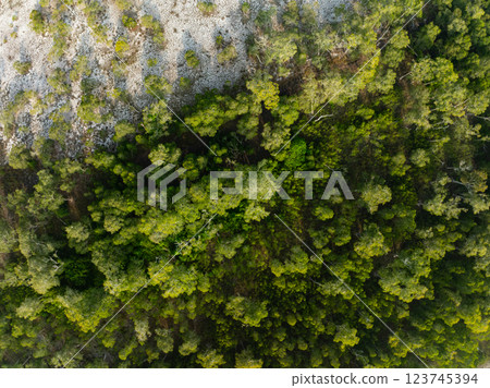 White samet or cajuput trees in wetlands forest at koh prathong island,Phang nga Thailand,Greenery botanic forest,Drone wide angle lens 123745394