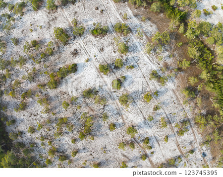White samet or cajuput trees in wetlands forest at koh prathong island,Phang nga Thailand,Greenery botanic forest,Drone wide angle lens 123745395
