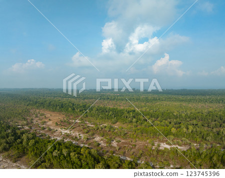 White samet or cajuput trees in wetlands forest at koh prathong island,Phang nga Thailand,Greenery botanic forest,Drone wide angle lens 123745396