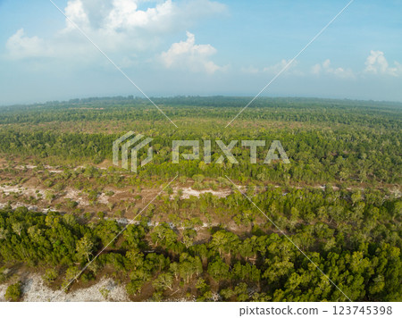 White samet or cajuput trees in wetlands forest at koh prathong island,Phang nga Thailand,Greenery botanic forest,Drone wide angle lens 123745398