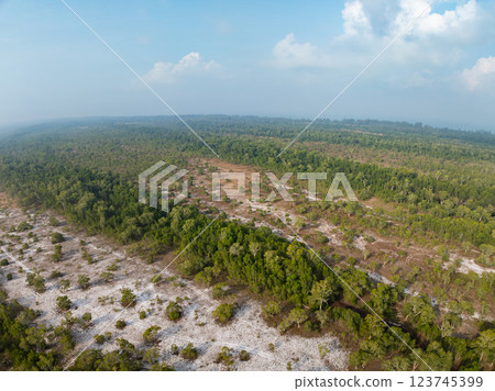 White samet or cajuput trees in wetlands forest at koh prathong island,Phang nga Thailand,Greenery botanic forest,Drone wide angle lens 123745399