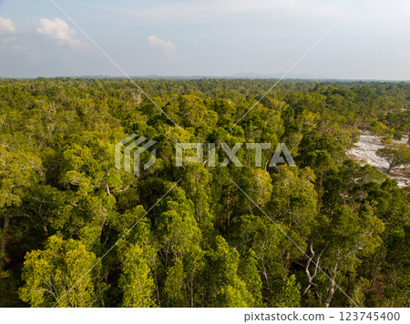 White samet or cajuput trees in wetlands forest at koh prathong island,Phang nga Thailand,Greenery botanic forest,Drone wide angle lens 123745400