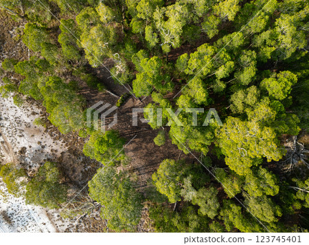 White samet or cajuput trees in wetlands forest at koh prathong island,Phang nga Thailand,Greenery botanic forest,Drone wide angle lens 123745401