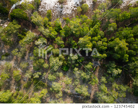 White samet or cajuput trees in wetlands forest at koh prathong island,Phang nga Thailand,Greenery botanic forest,Drone wide angle lens 123745402